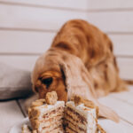 Cocker spaniel eating birthday cake at home