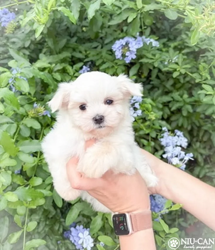Dubu(linea coreana)