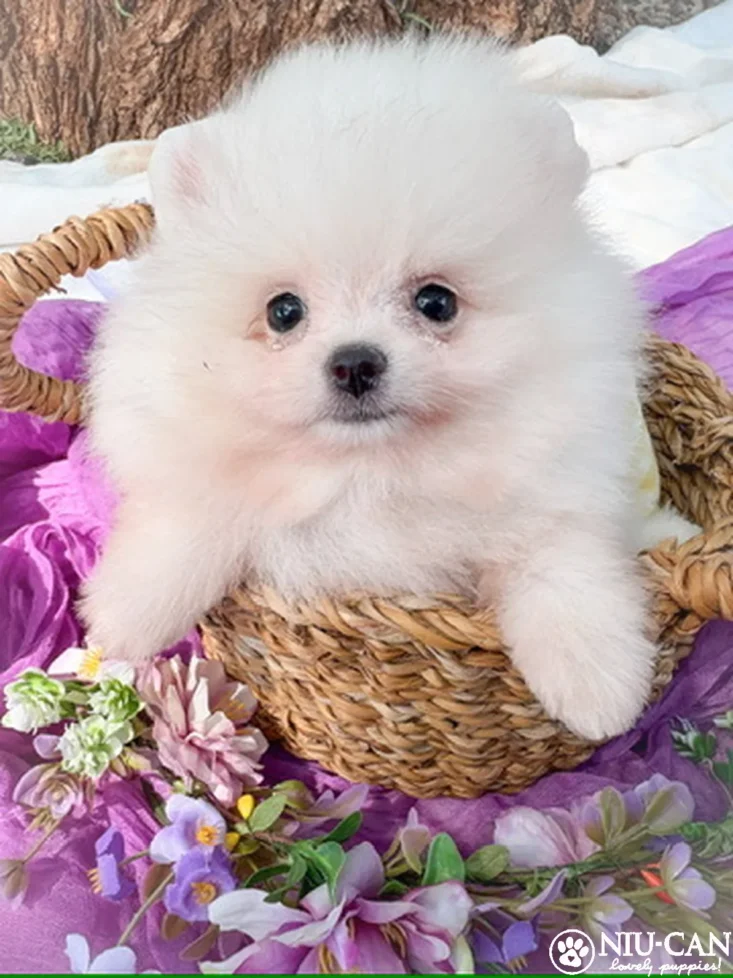 Cosmo