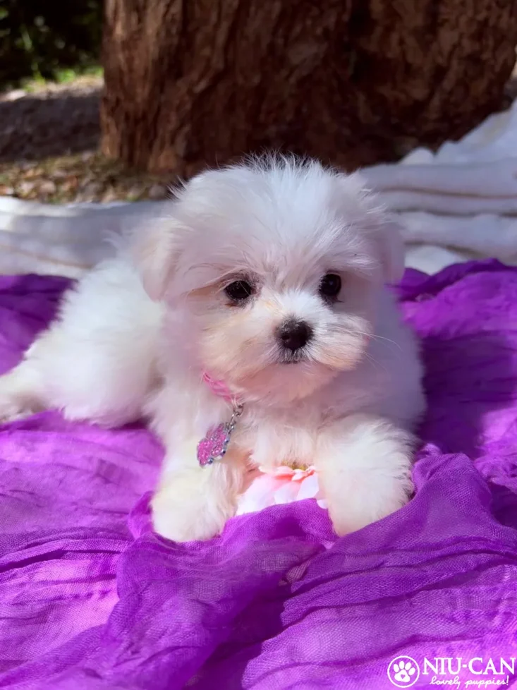 Bella(linea coreana)