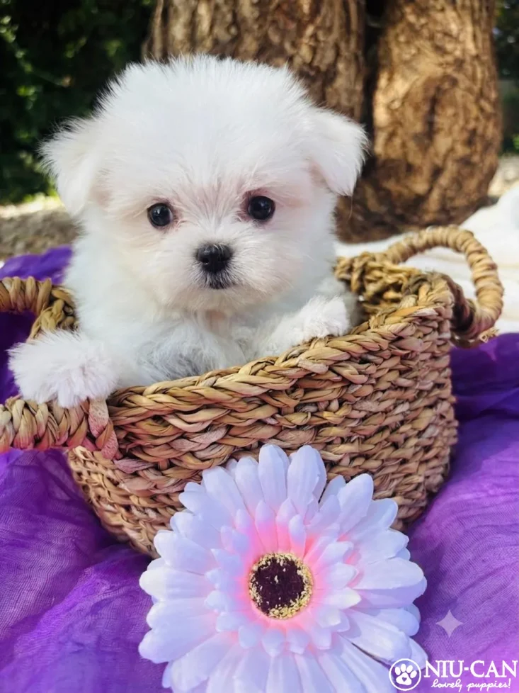 Bimba(linea coreana)
