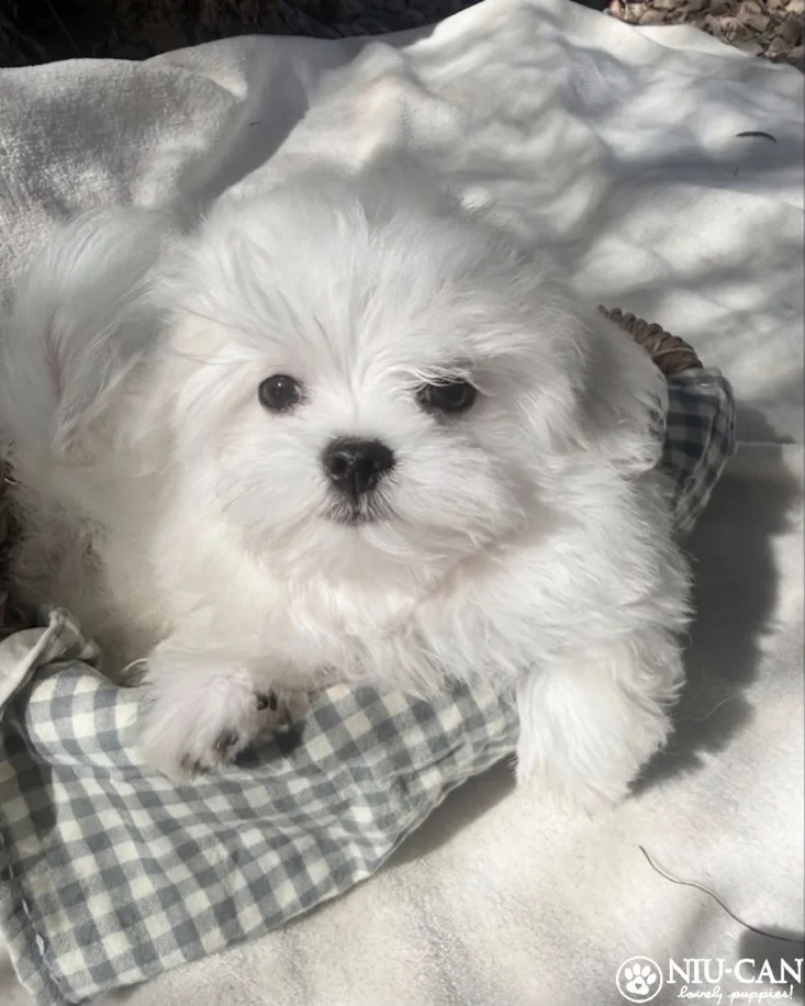 Yuki